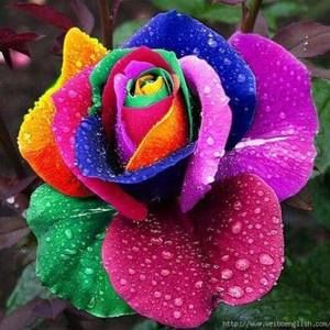 Meet your Posher, Rosemarie